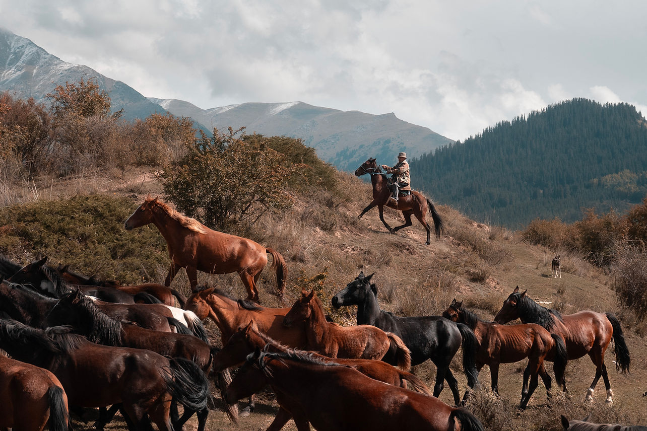 Migration in autumn .jpg