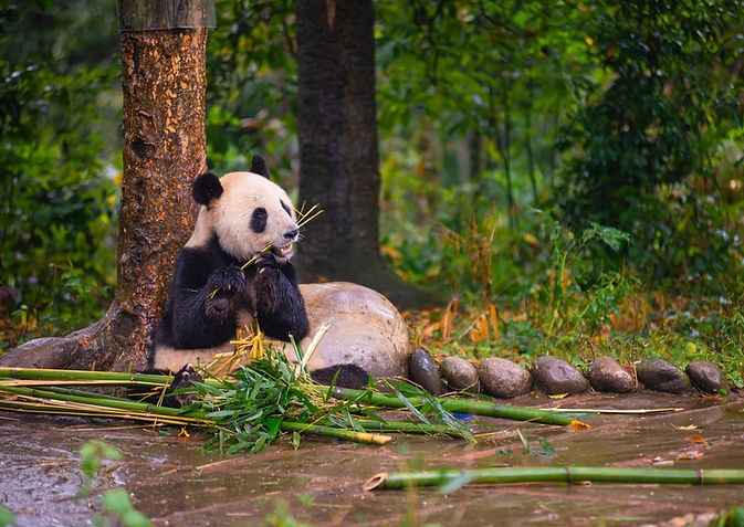Panda 1.jpg