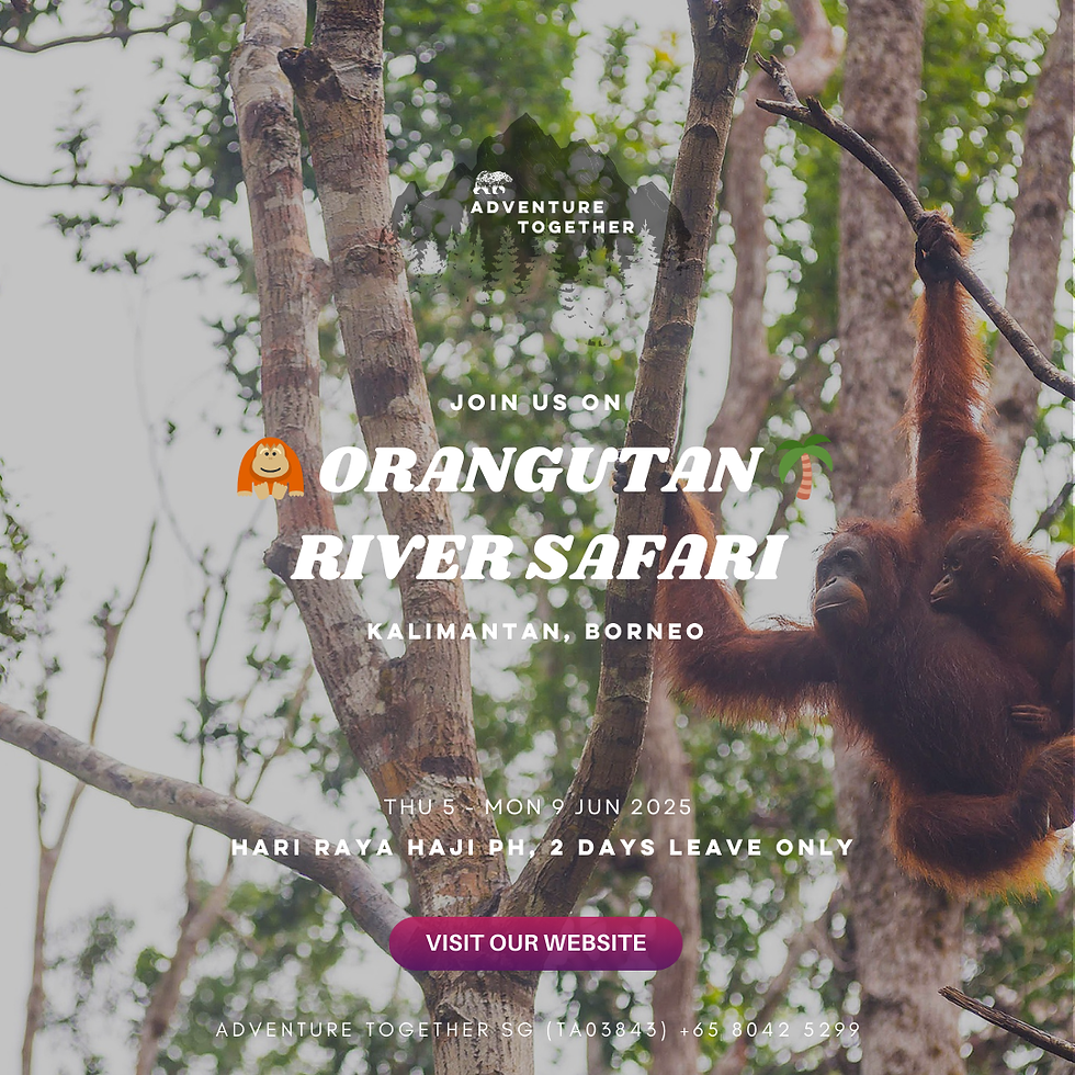 🦧 Orangutan River Safari