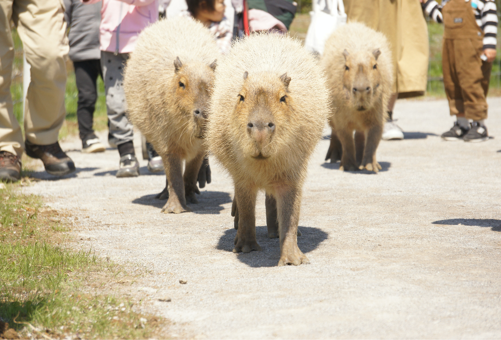 第10回カピバラ写真展