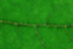 Leaf veins.jpg