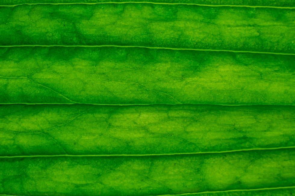 Leaf close-up.jpg
