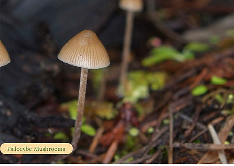 Mushroom13.jpeg