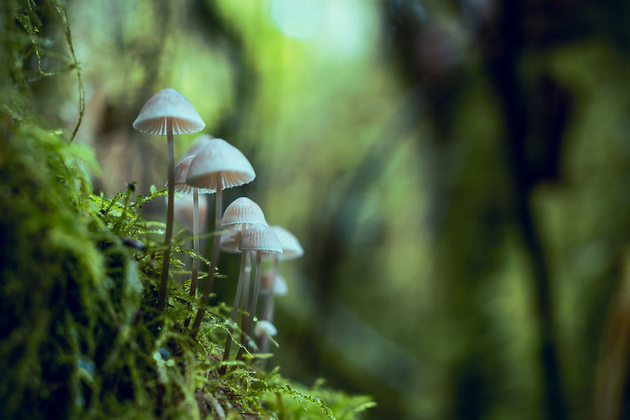 psilocybin 8.jpg