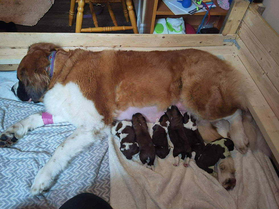 Mighty Mouse - Mini Mice 2.0