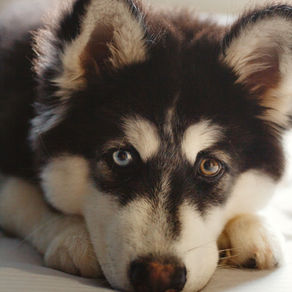 Comment rassurer mon chien qui a peur des orages ?