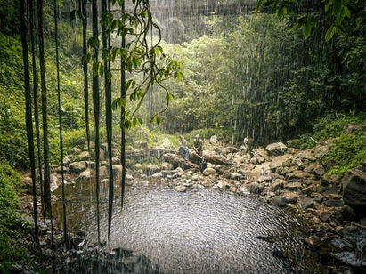 Niezwykły Dorrigo National Park [Szlak Wonga Walk]