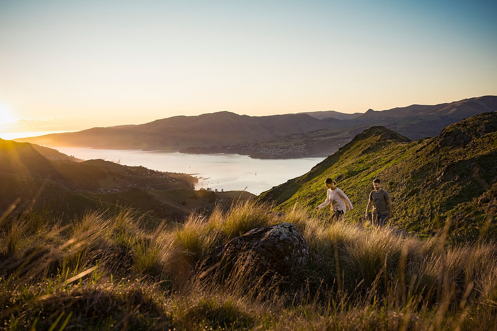 Dwójka ludzi idąca wśród traw wzgórza Port Hills w Christchurch w trakcie zachodu słońca