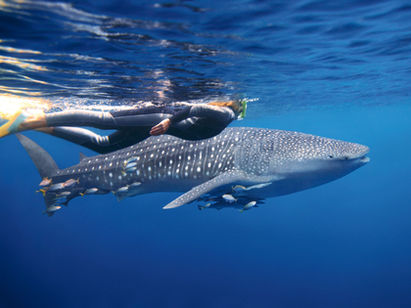 Rekin wielorybi - Ningaloo Reef