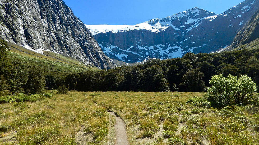 Szlak w dolinie Gertrude Valley prowadzący na przełęcz Gertrude Saddle w Parku Narodowym Fiordland National Park na południowej wyspie Nowej Zelandii, trawiasta ścieżka z drzewami z przodu i zaśnieżonymi szczytami gór