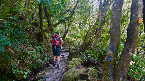 Na szlaku trekkingowym Kauaeranga Kauri Trail na półwyspie Coromander na północnej wyspie Nowej Zelandii, turystka z plecakiem podąża kamienną ścieżką przez gęsty deszczowy las