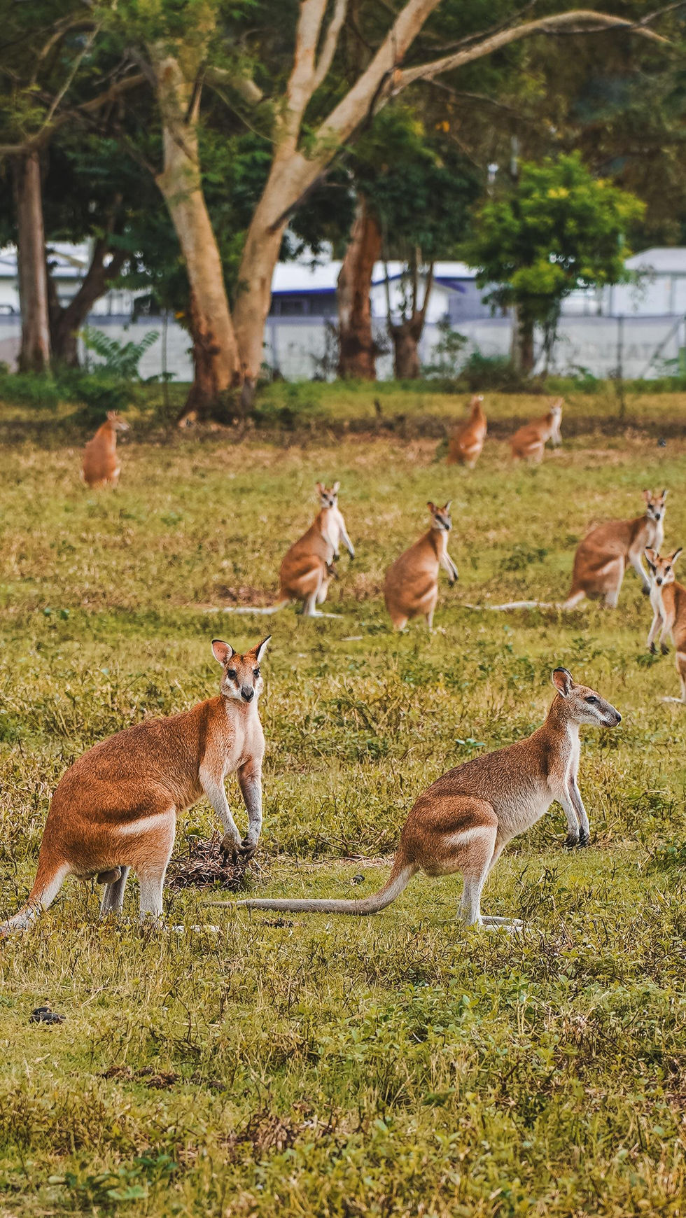 Kangury wallaby w Cairns