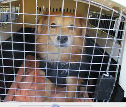 NELSON A SON ARRIVEE