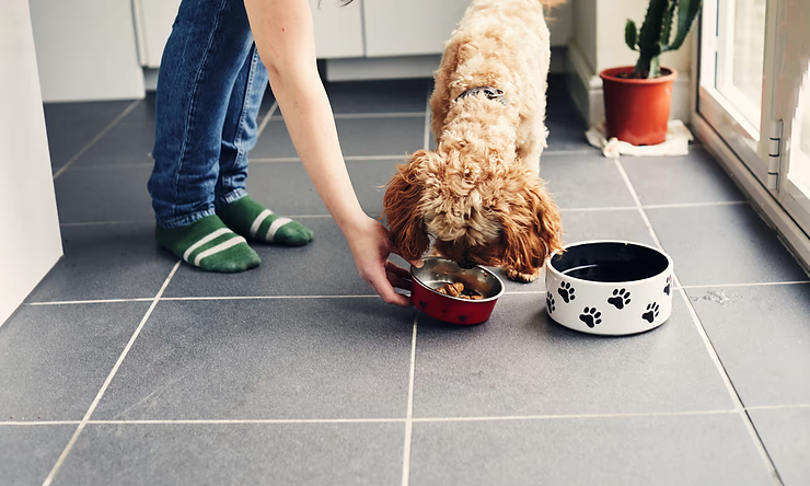 Carne cultivada para rações de pets serão uma tendência? Fotografia: Sally Anscombe/Getty Images.