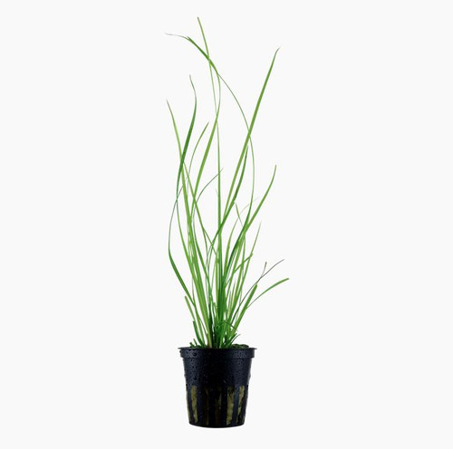 große palmlilie Blaublättrige Palmlilie kaufen | Yucca rostrata