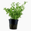 Thumbnail: Bacopa Monnierie 'Compact' - Tropica Pot