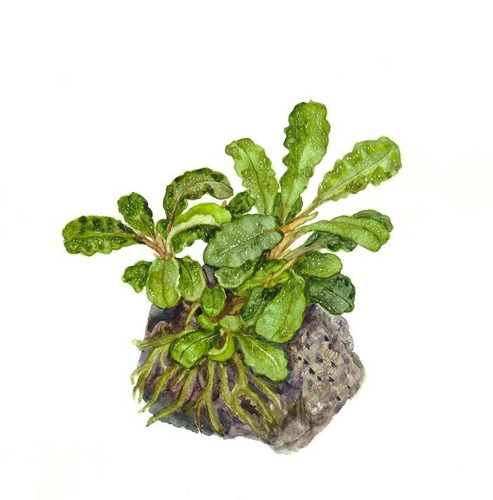 Bucephalandra Pygmaea 'Bukit Kelam' - Tropica Tissue Culture Cup