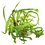 Thumbnail: Cryptocoryne Crispatula outside of a Tropica Tissue Culture Cup