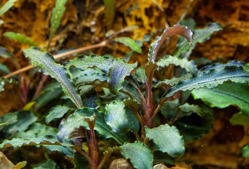 Bucephalandra 'Kedagang' - Tropica Tissue Culture Cup | AquascapeGuide