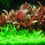 Thumbnail: Alternanthera Reineckii 'Mini' in an aquarium 2