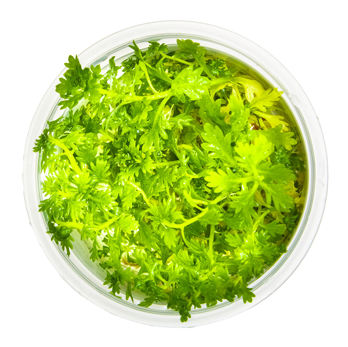 Thumbnail: Hottonia Palustris - Tropica Tissue Culture Cup