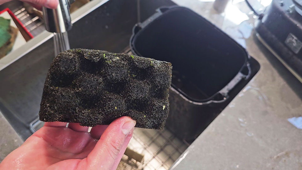 Washing mechanical filtration, or sponges with chlorinated tap water