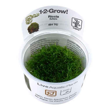 Riccia Fluitans - Tropica Tissue Culture Cup