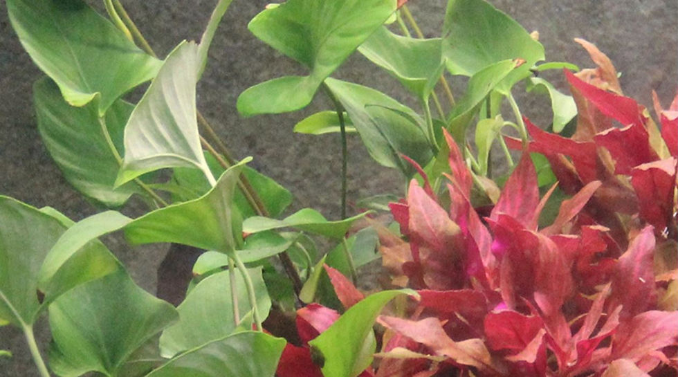Thumbnail: Anubias Gracilis - Tropica Pot