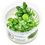 Thumbnail: Anubias Barteri 'Mini Coin' - Tropica Tissue Culture Cup