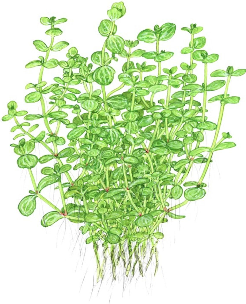 Thumbnail: Lindernia Rotundifolia - Tropica Pot