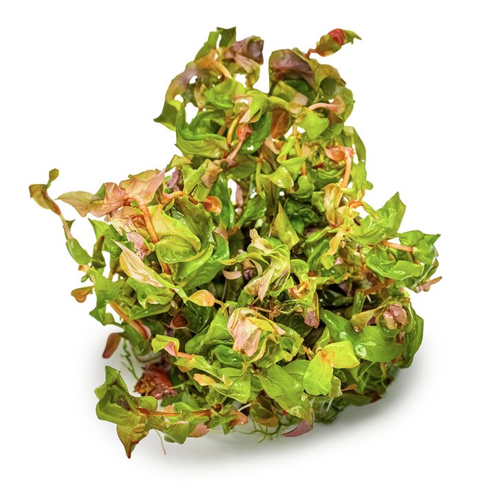 Thumbnail: Rotala Macrandra 'Japan' outside of a Tropica Tissue Culture Cup