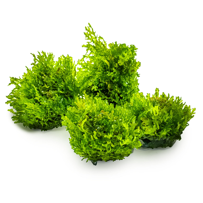 Thumbnail: Riccardia Chamedryfolia out of a tissue culture cup