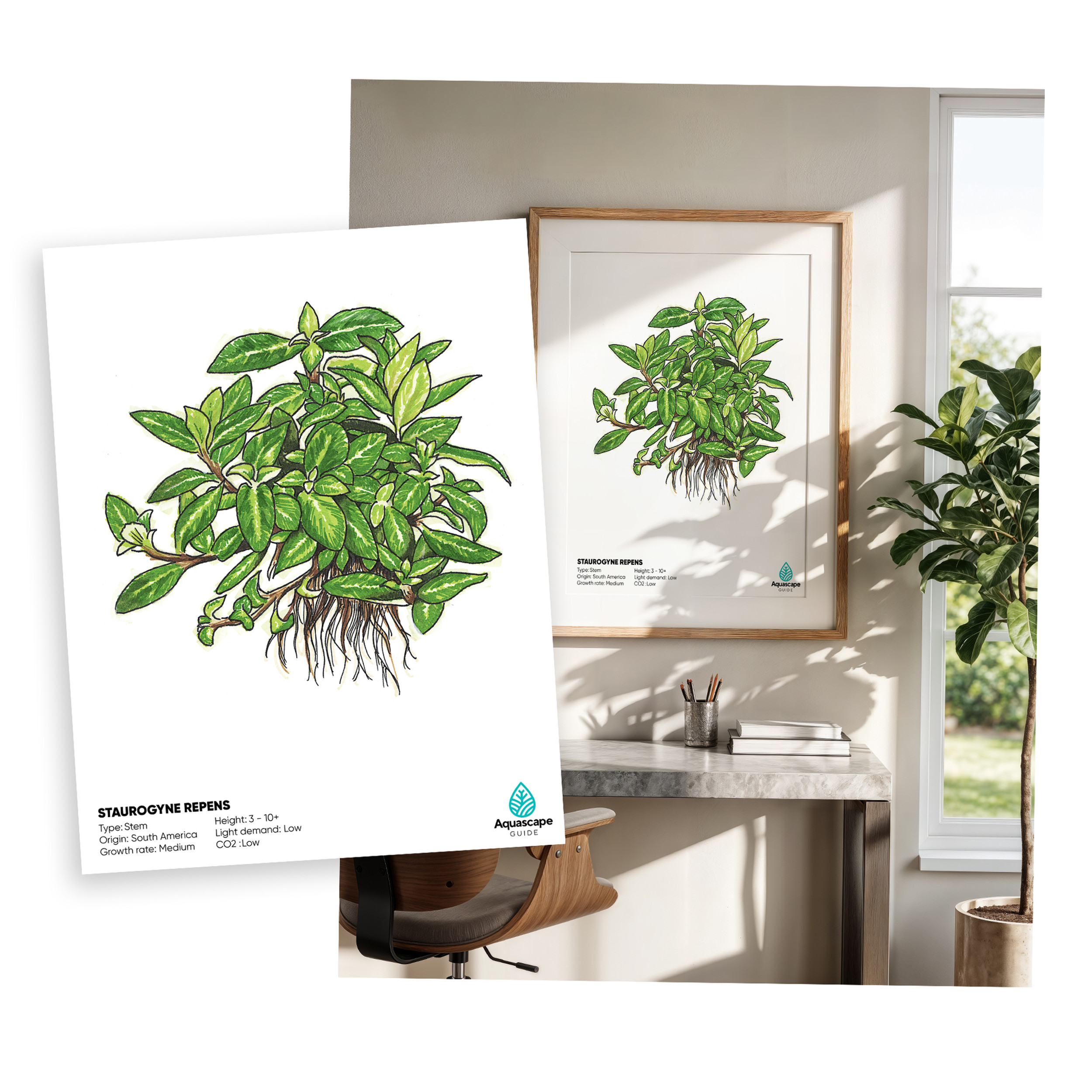 Illustrations | AquascapeGuide