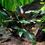 Thumbnail: Cryptocoryne beckettii 'Petchii' - Tropica Pot