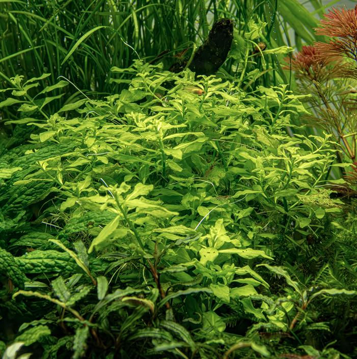 Thumbnail: Ludwigia palustris 'Green' - Tropica Pot