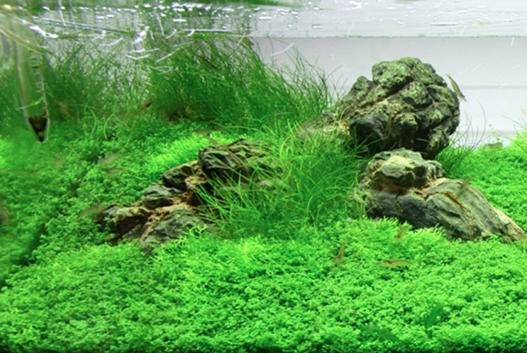 Thumbnail: Eleocharis Pusilla 'Mini' (Dwarf Hair Grass)  - Tropica Tissue Culture Cup