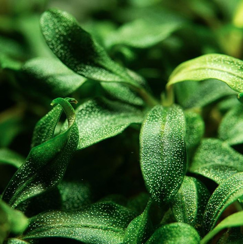 Bucephalandra sp. 'Needle Leaf' - Tropica Tissue Culture Cup