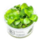 Anubias Barteri Nana in a Tropica Tissue Culture Cup