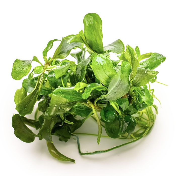 Thumbnail: Bucephalandra Pygmaea 'Bukit Kelam' outside of a Tropica Tissue Culture Cup