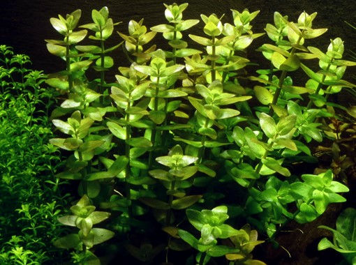 Thumbnail: Bacopa Caroliniana in an aquarium