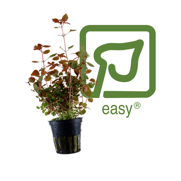 Ludwigia Palustris 'Super Red' - Tropica Pot