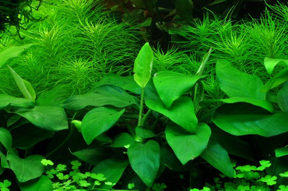 Thumbnail: Anubias Barteri Nana - Tropica Pot