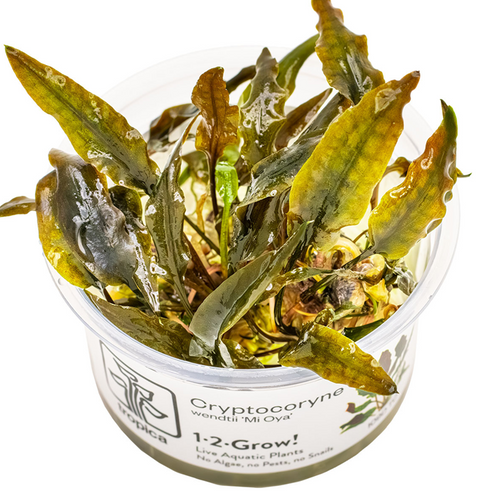 Cryptocoryne wendtii 'Mi Oya' - Tropica Tissue Culture Cup
