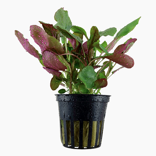 Pots and Stems | AquascapeGuide