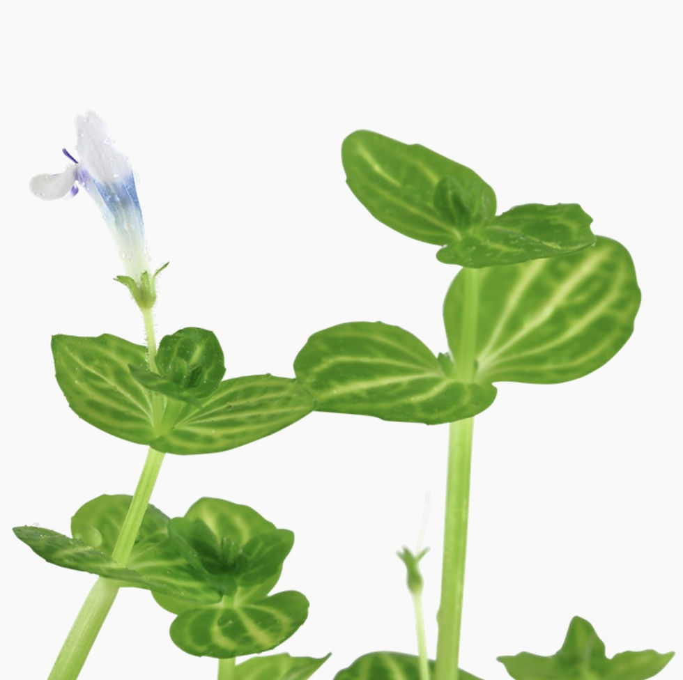 Thumbnail: Lindernia Rotundifolia - Tropica Pot