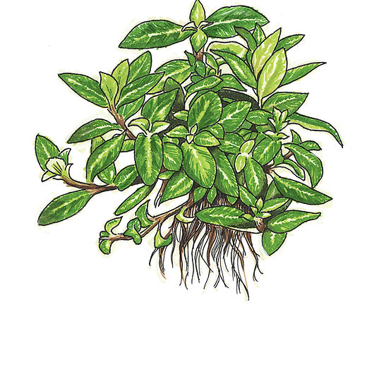 Illustrations | AquascapeGuide