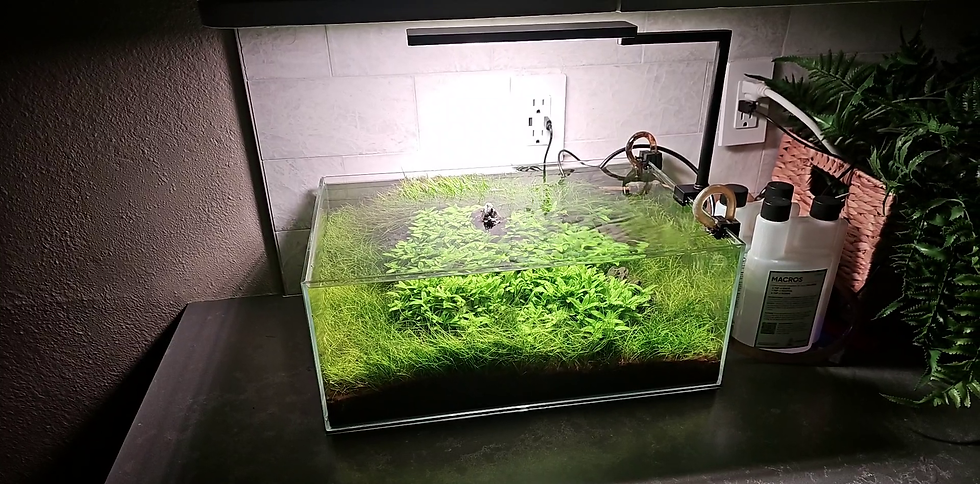 Fzone Solo Light on a 6 gallon nano planted aquarium