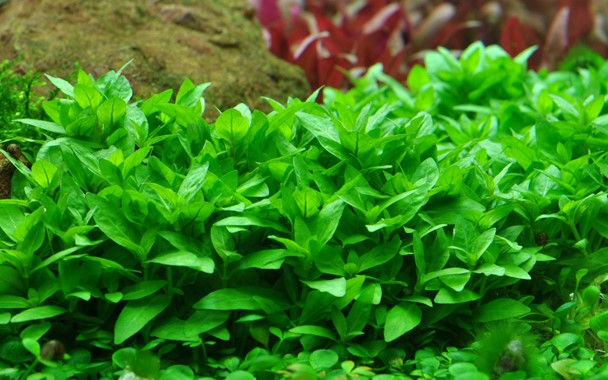 Thumbnail: Staurogyne Repens close up