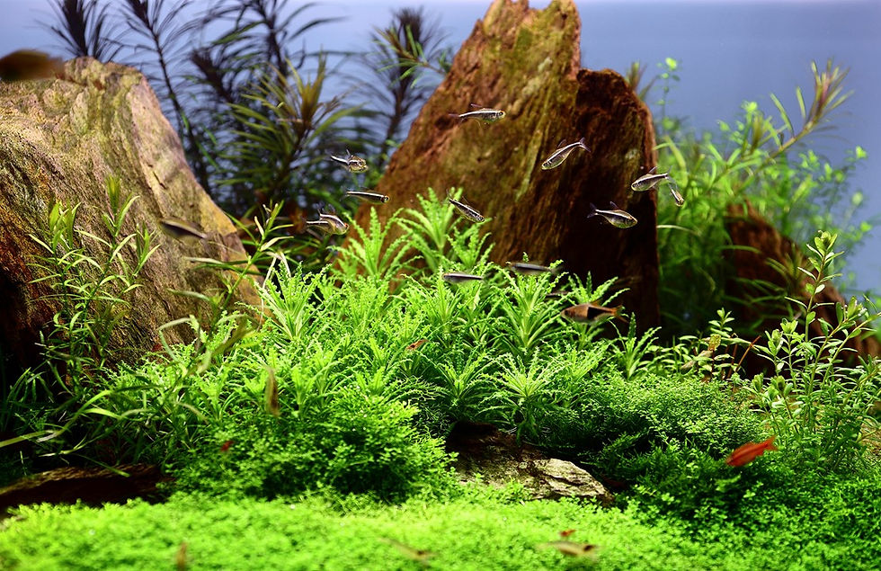 Thumbnail: Pogostemon Helferi in an aquascape