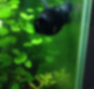 ree